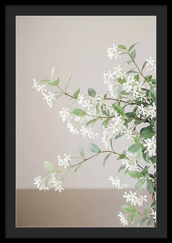 Jasmine Vine In Bloom