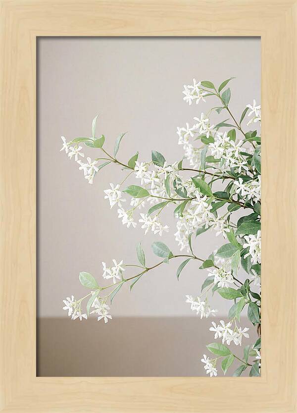 Jasmine Vine In Bloom