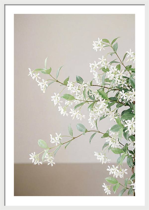 Jasmine Vine In Bloom