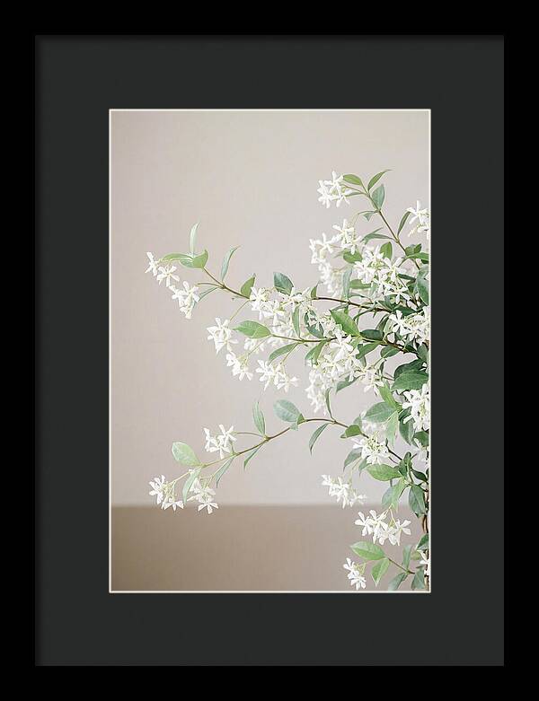Jasmine Vine In Bloom
