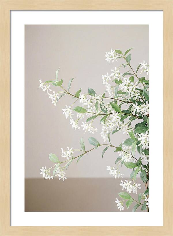 Jasmine Vine In Bloom