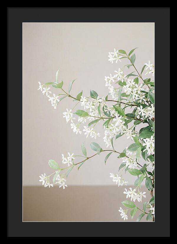 Jasmine Vine In Bloom