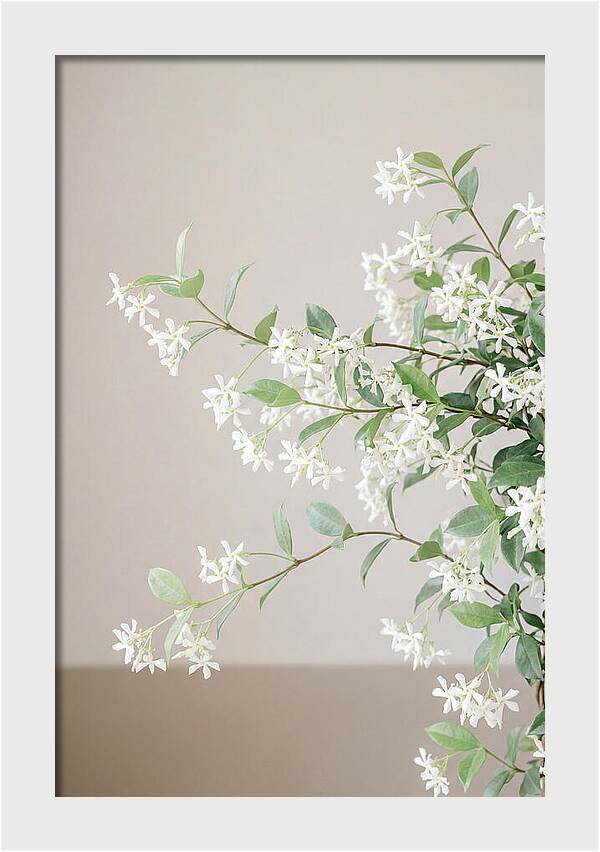 Jasmine Vine In Bloom