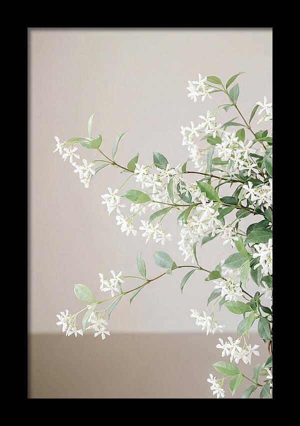 Jasmine Vine In Bloom
