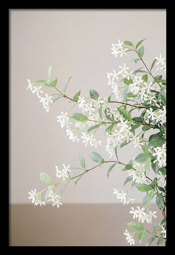 Jasmine Vine In Bloom
