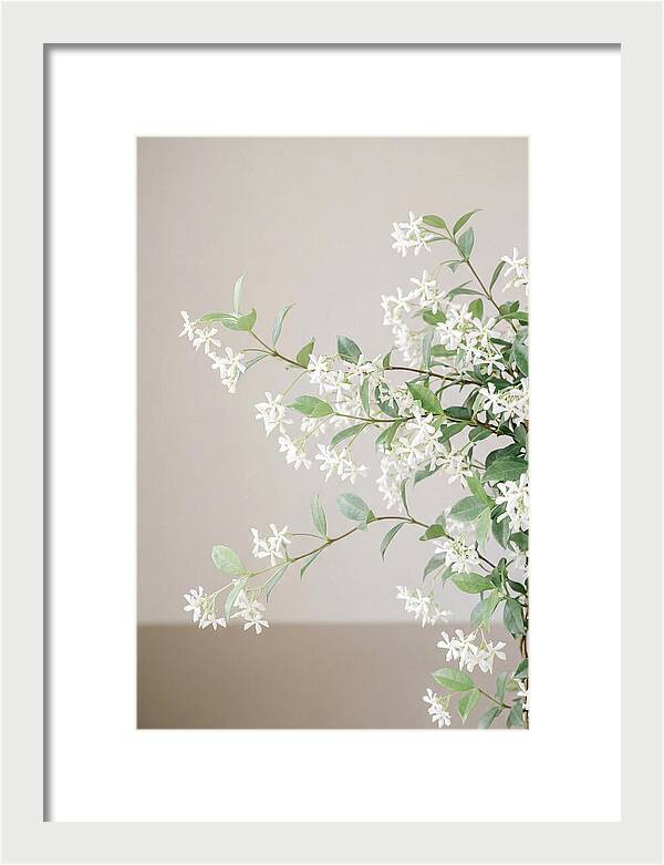 Jasmine Vine In Bloom