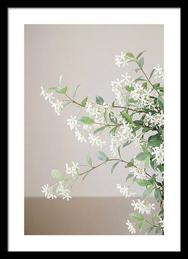 Jasmine Vine In Bloom