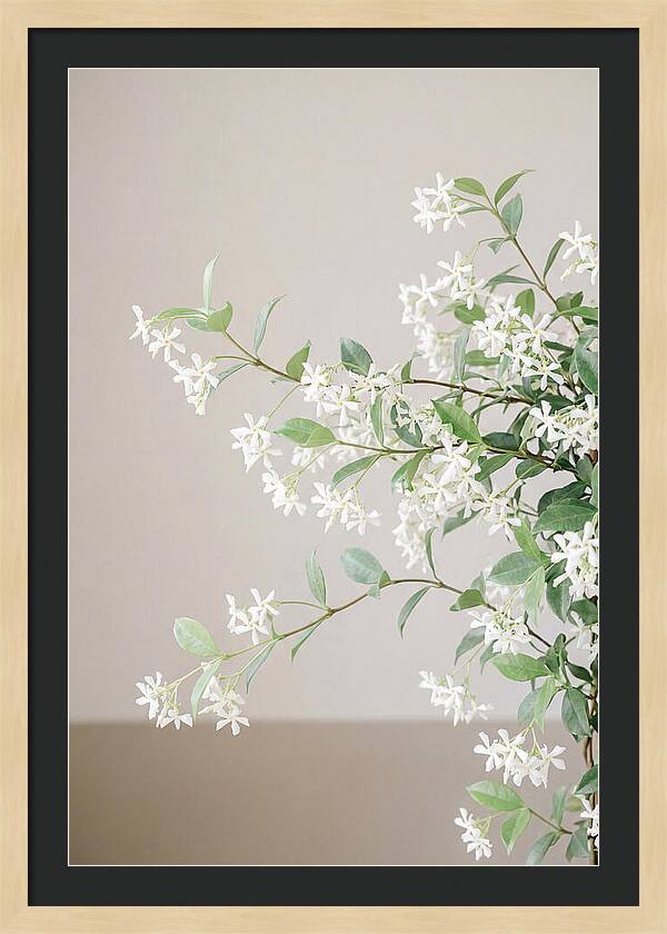Jasmine Vine In Bloom