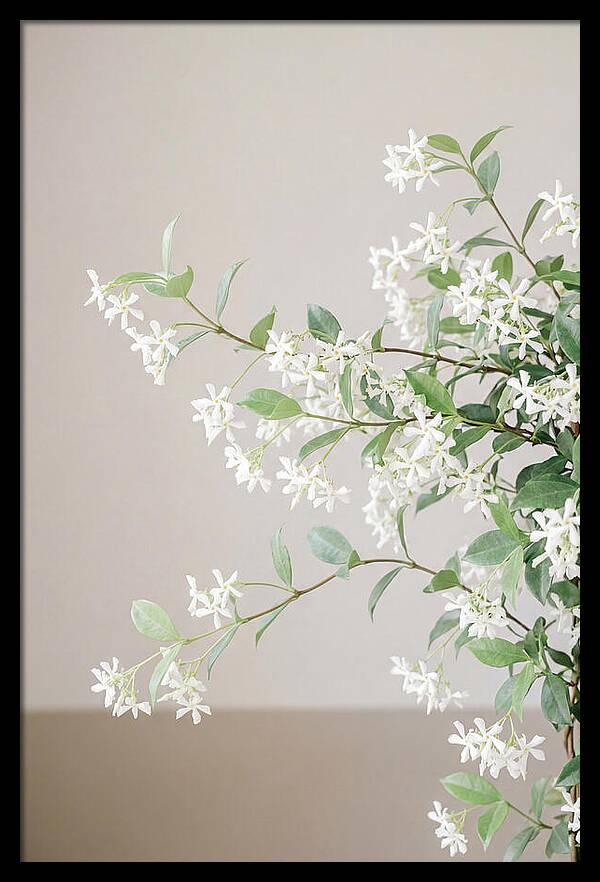 Jasmine Vine In Bloom