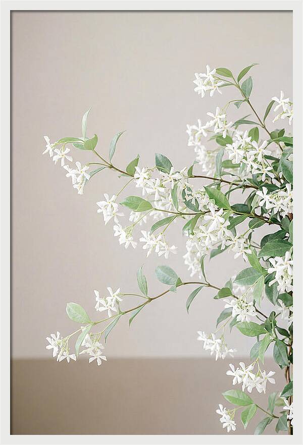 Jasmine Vine In Bloom