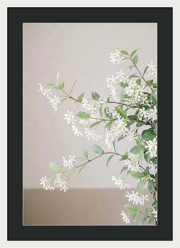 Jasmine Vine In Bloom