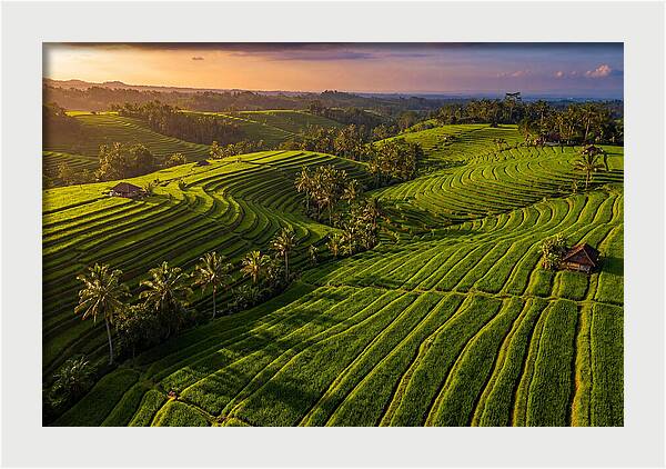 Jatiluwih Rice Terraces At Sunset