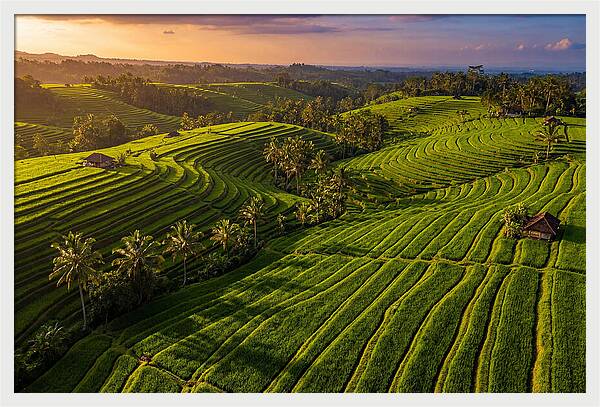 Jatiluwih Rice Terraces At Sunset