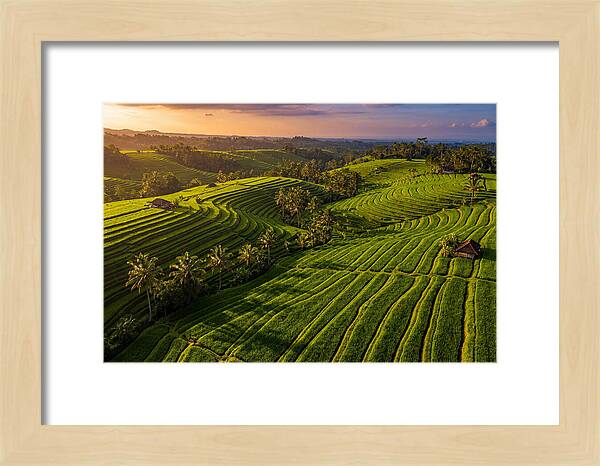 Jatiluwih Rice Terraces At Sunset