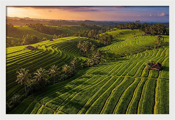 Jatiluwih Rice Terraces At Sunset