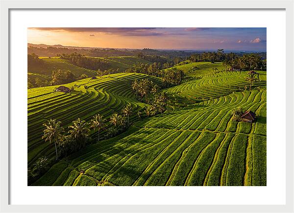 Jatiluwih Rice Terraces At Sunset