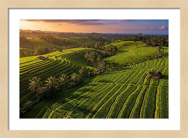 Jatiluwih Rice Terraces At Sunset