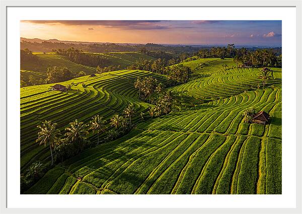 Jatiluwih Rice Terraces At Sunset