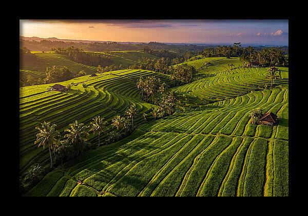 Jatiluwih Rice Terraces At Sunset
