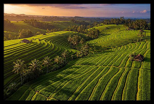 Jatiluwih Rice Terraces At Sunset
