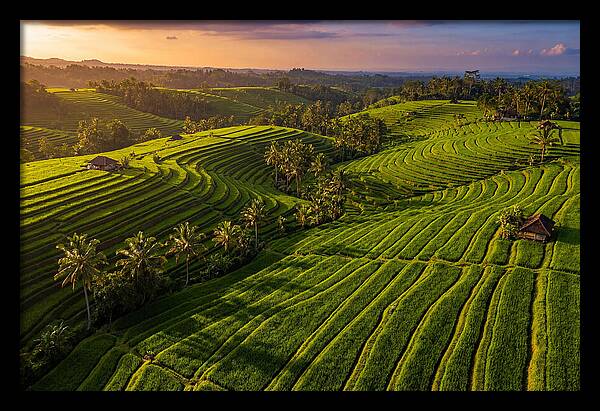 Jatiluwih Rice Terraces At Sunset