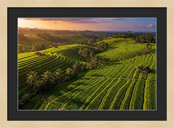 Jatiluwih Rice Terraces At Sunset