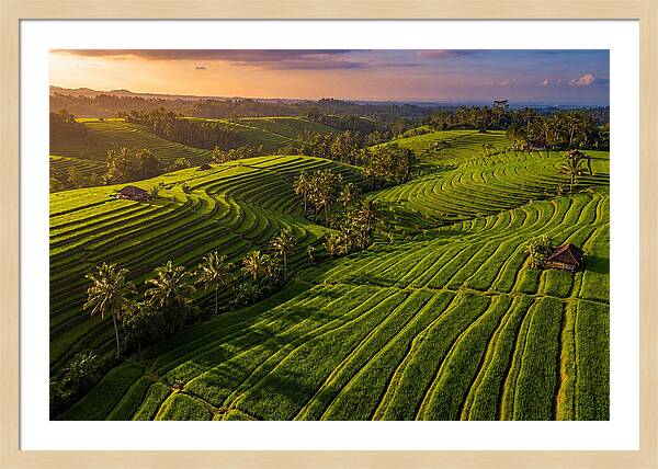 Jatiluwih Rice Terraces At Sunset