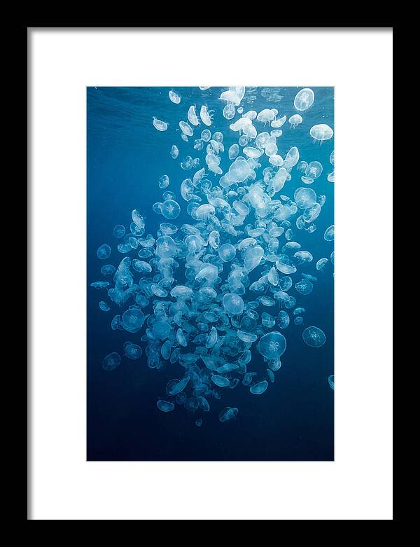 Jellyfish Bloom