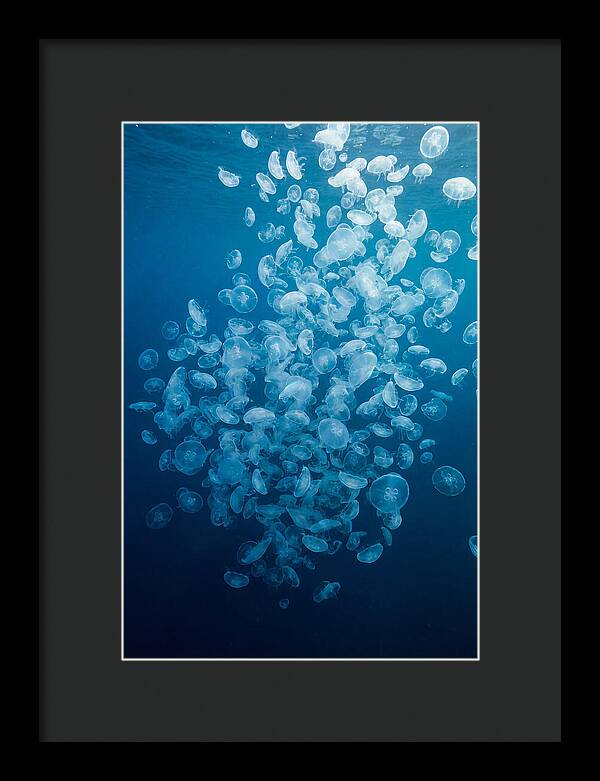 Jellyfish Bloom