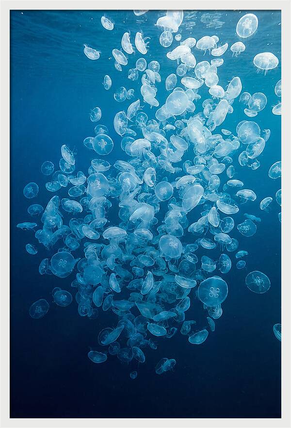 Jellyfish Bloom