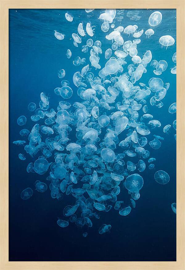 Jellyfish Bloom