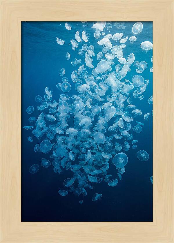 Jellyfish Bloom