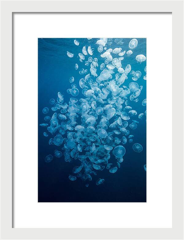 Jellyfish Bloom