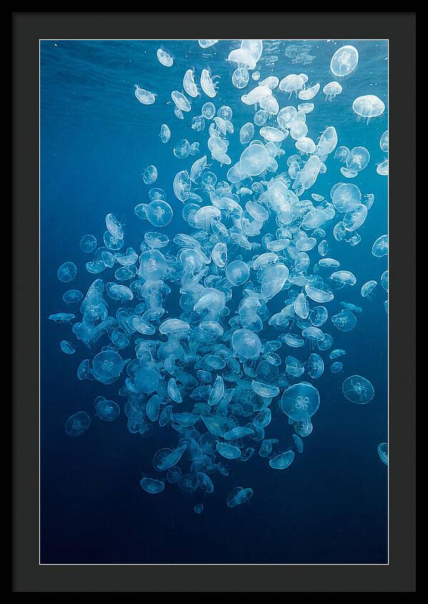 Jellyfish Bloom