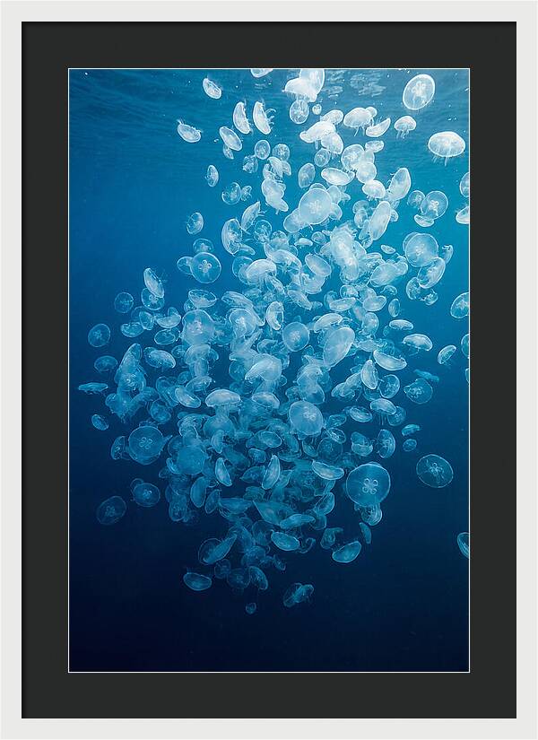 Jellyfish Bloom