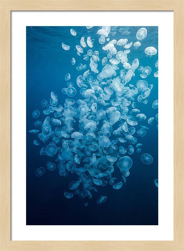 Jellyfish Bloom
