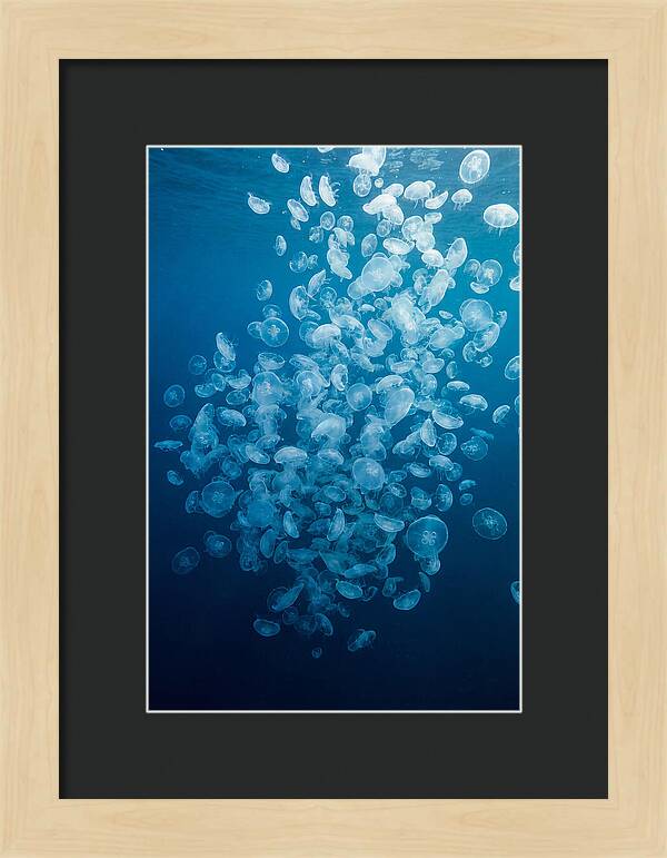 Jellyfish Bloom