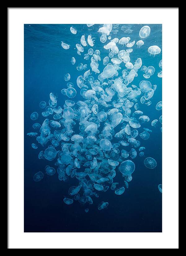 Jellyfish Bloom