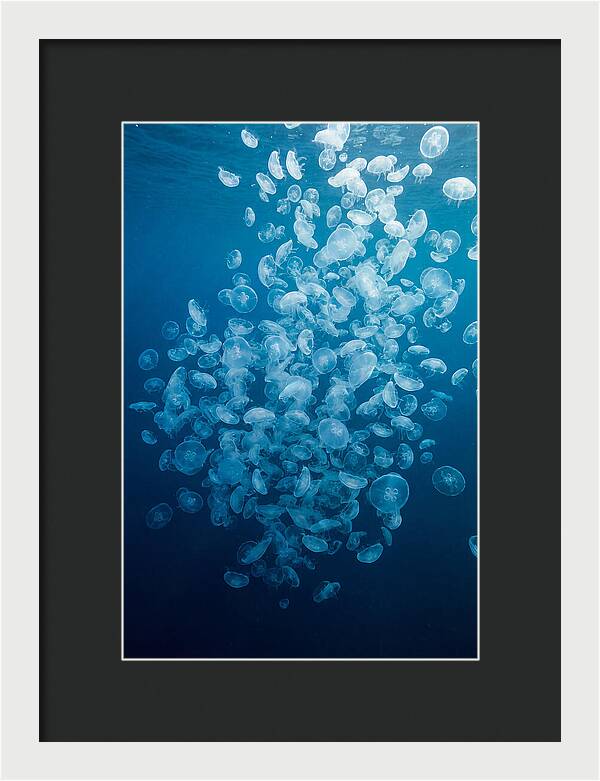 Jellyfish Bloom