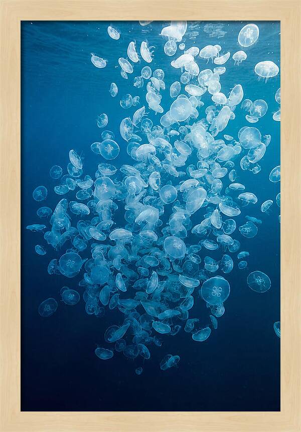 Jellyfish Bloom