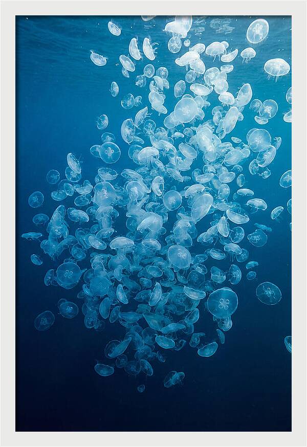 Jellyfish Bloom