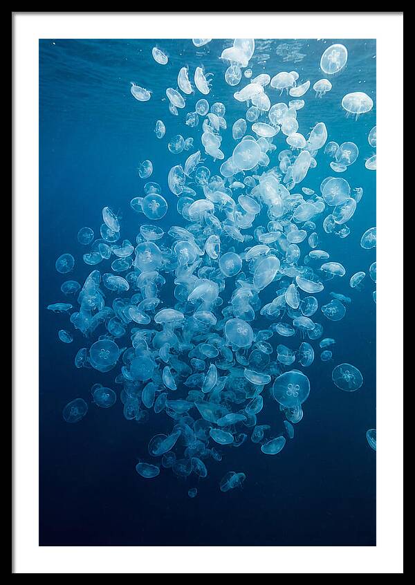 Jellyfish Bloom