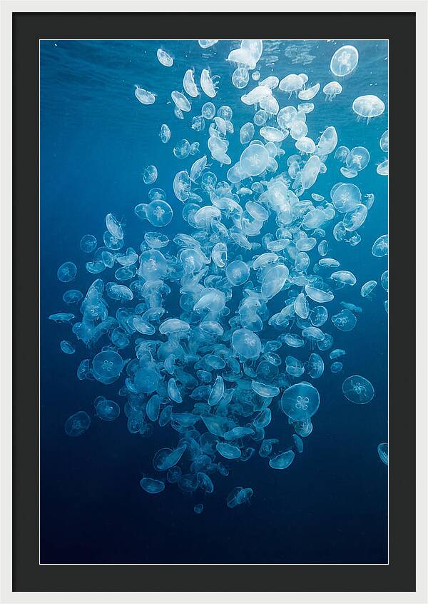 Jellyfish Bloom