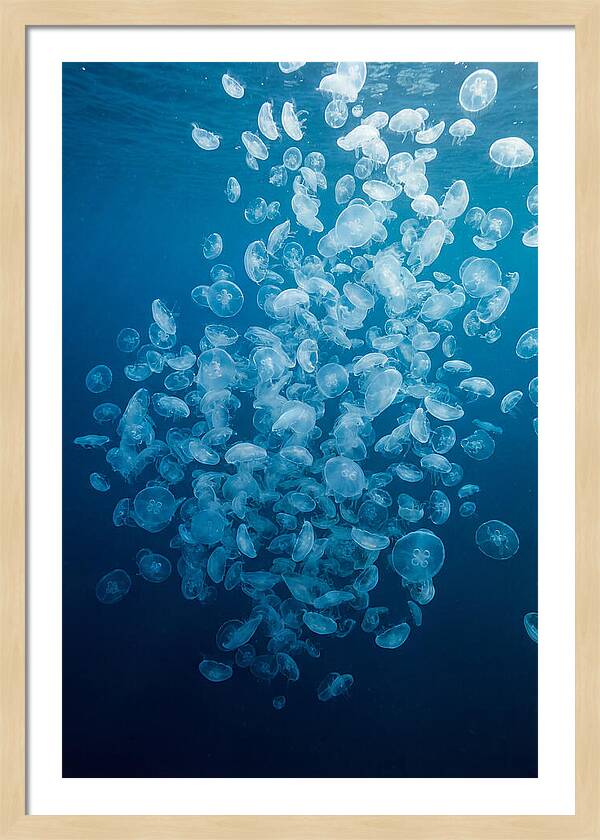 Jellyfish Bloom