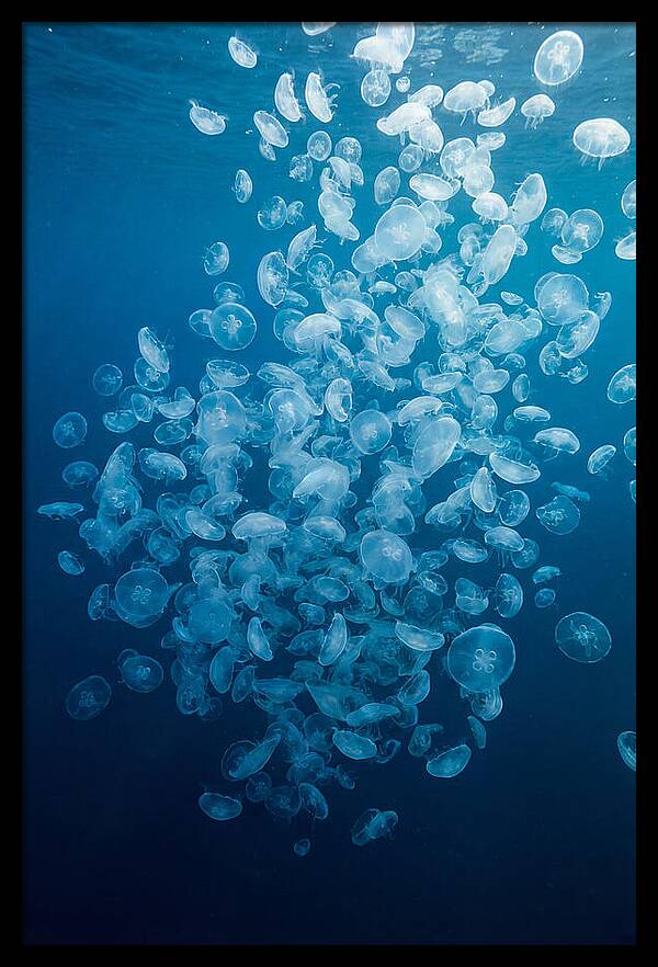 Jellyfish Bloom