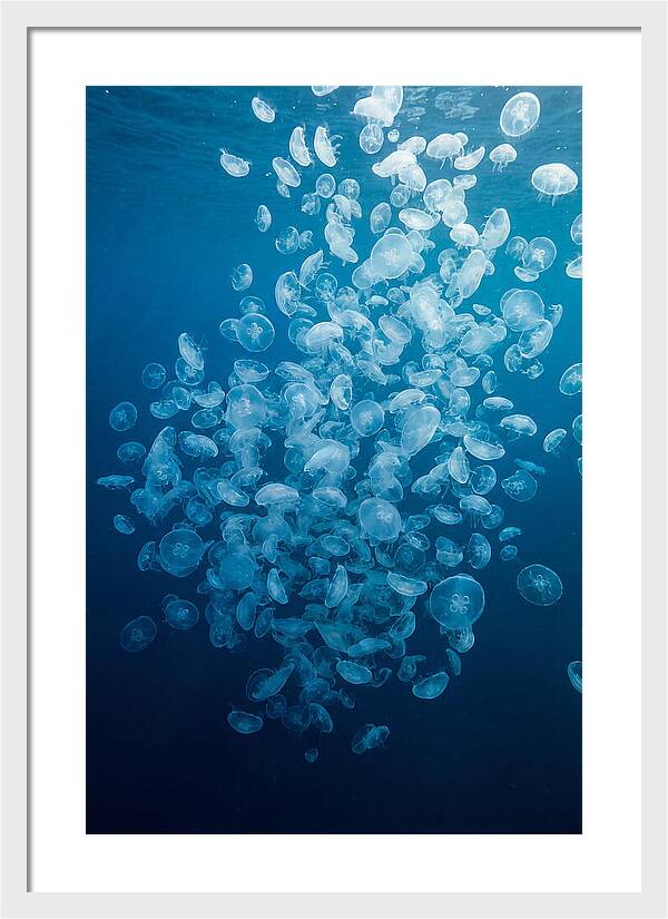 Jellyfish Bloom