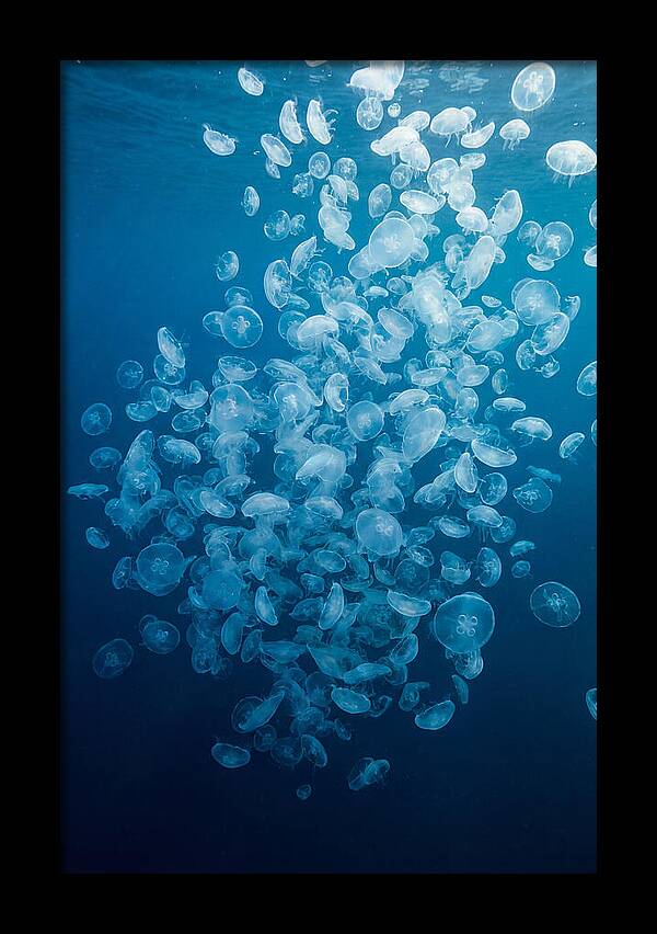 Jellyfish Bloom