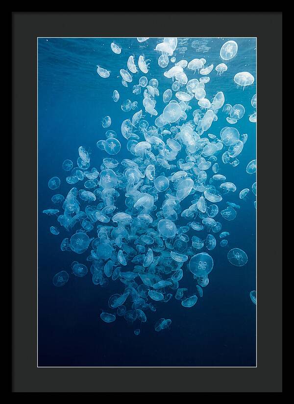 Jellyfish Bloom