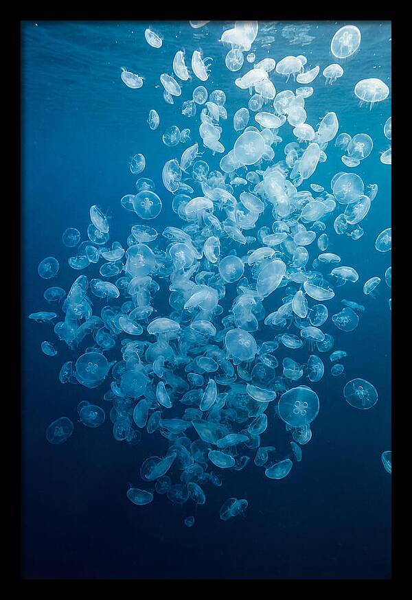 Jellyfish Bloom