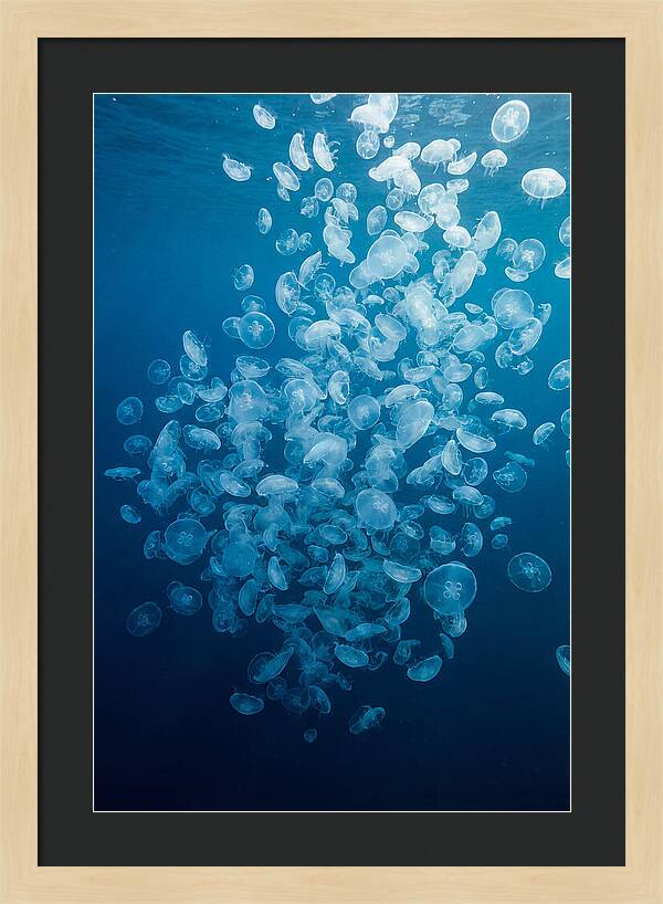 Jellyfish Bloom